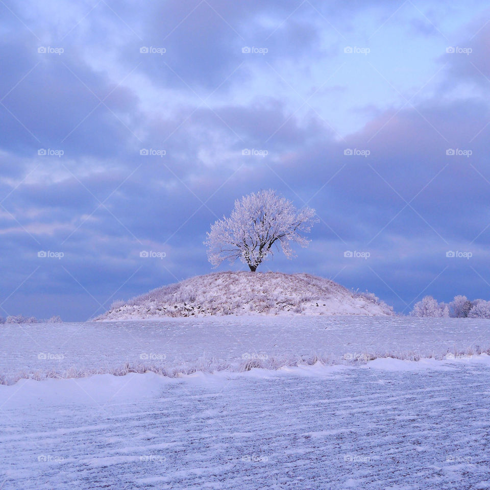 snow winter tree mound by johanr