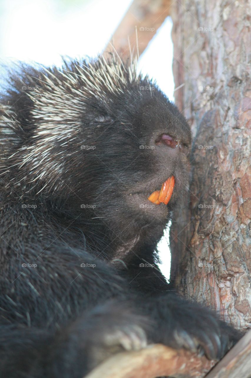 Smiling porcuine