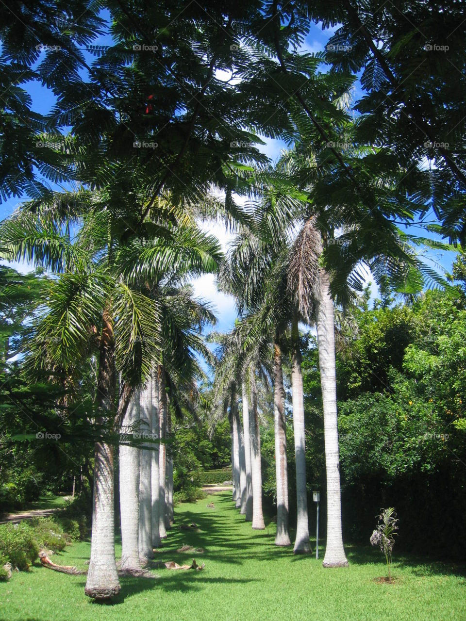 Tropical Trees