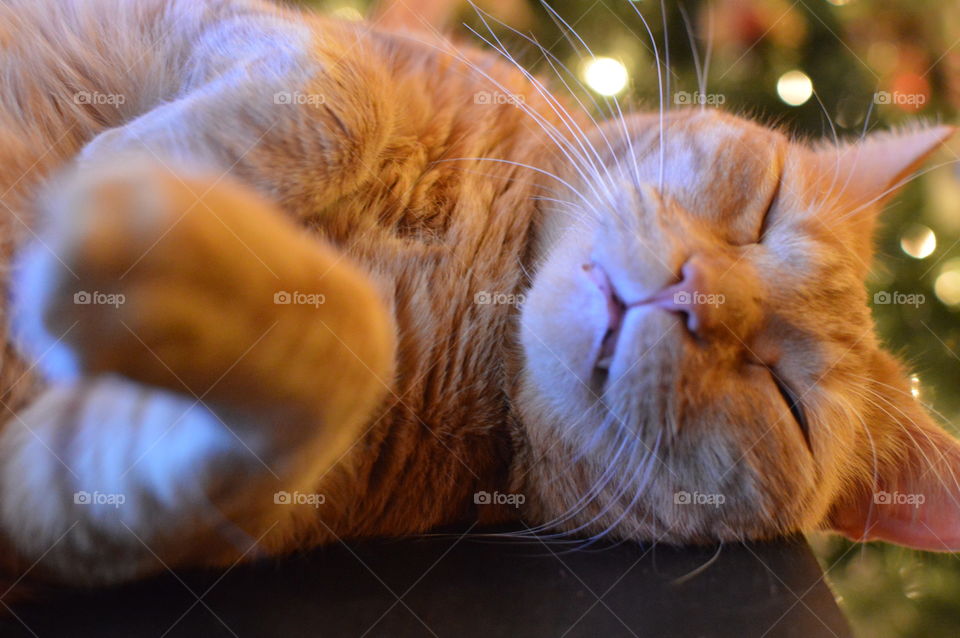 Close-up of cat resting