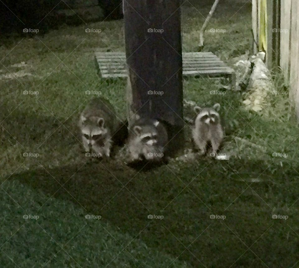 Raccoon Trio. These three cuties were outside restaurant tonight