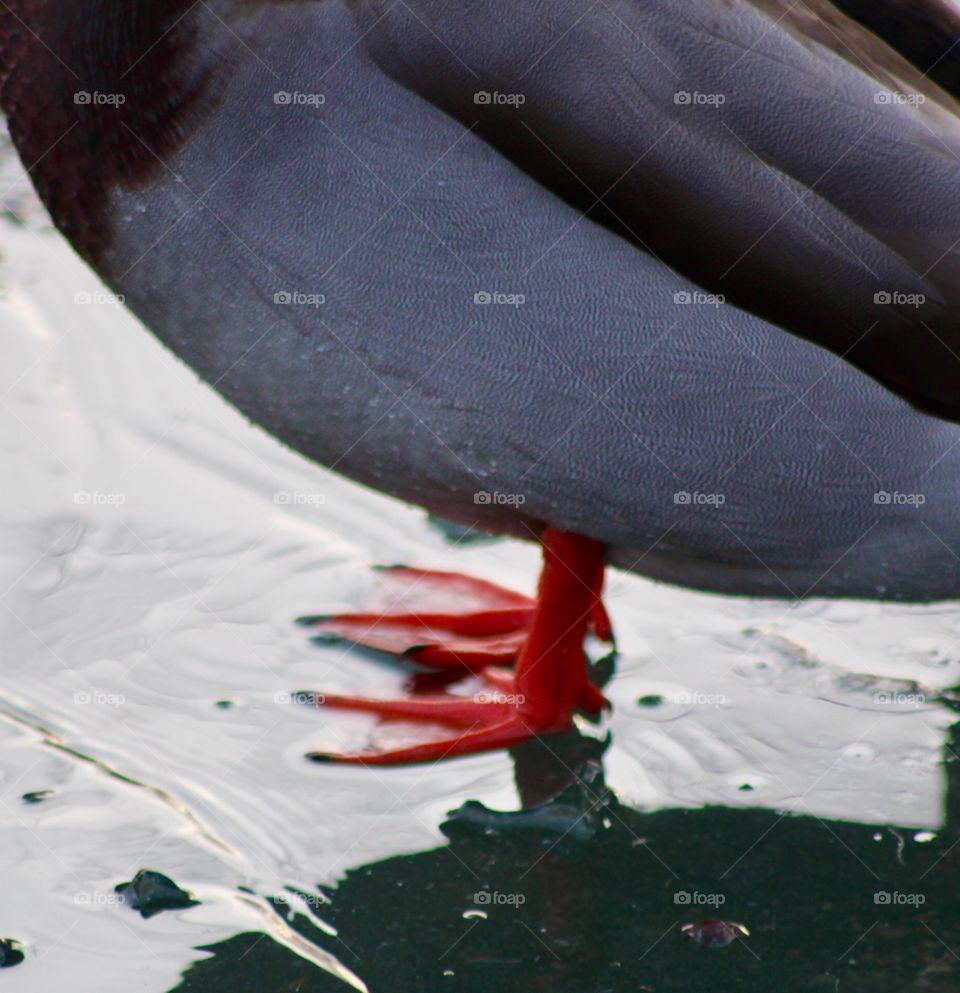 Duck on Frozen Pond