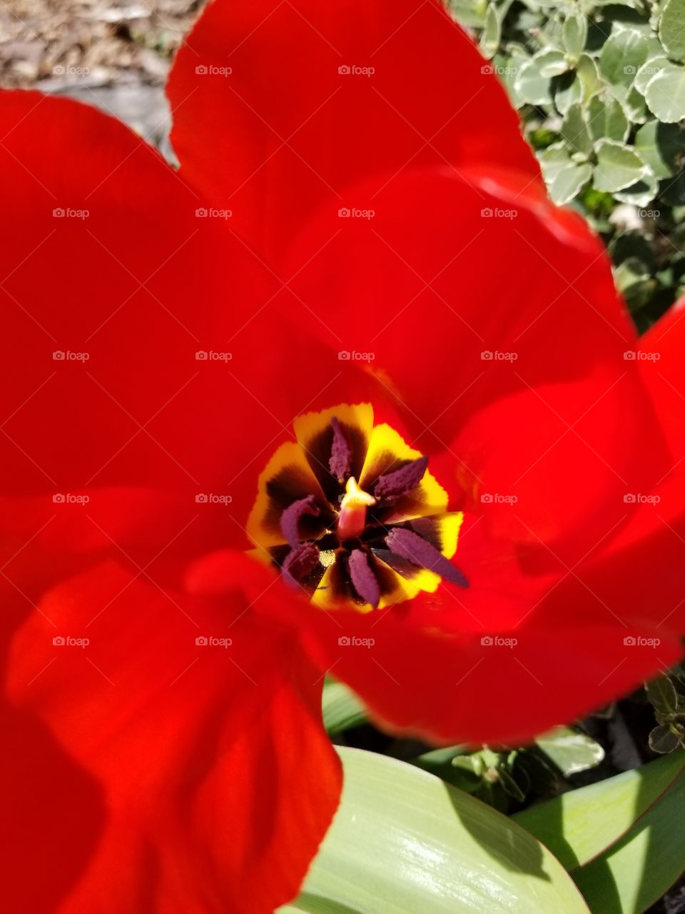 Enjoy the red tulips that always shine bright during spring.