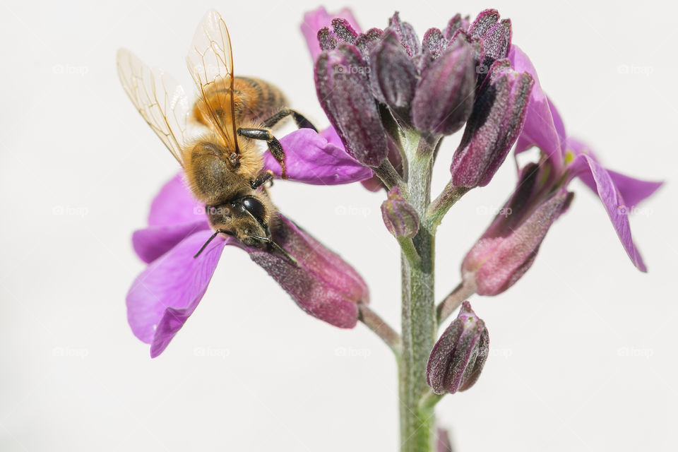 Close-up on bee collecting pollen from purple flower 
