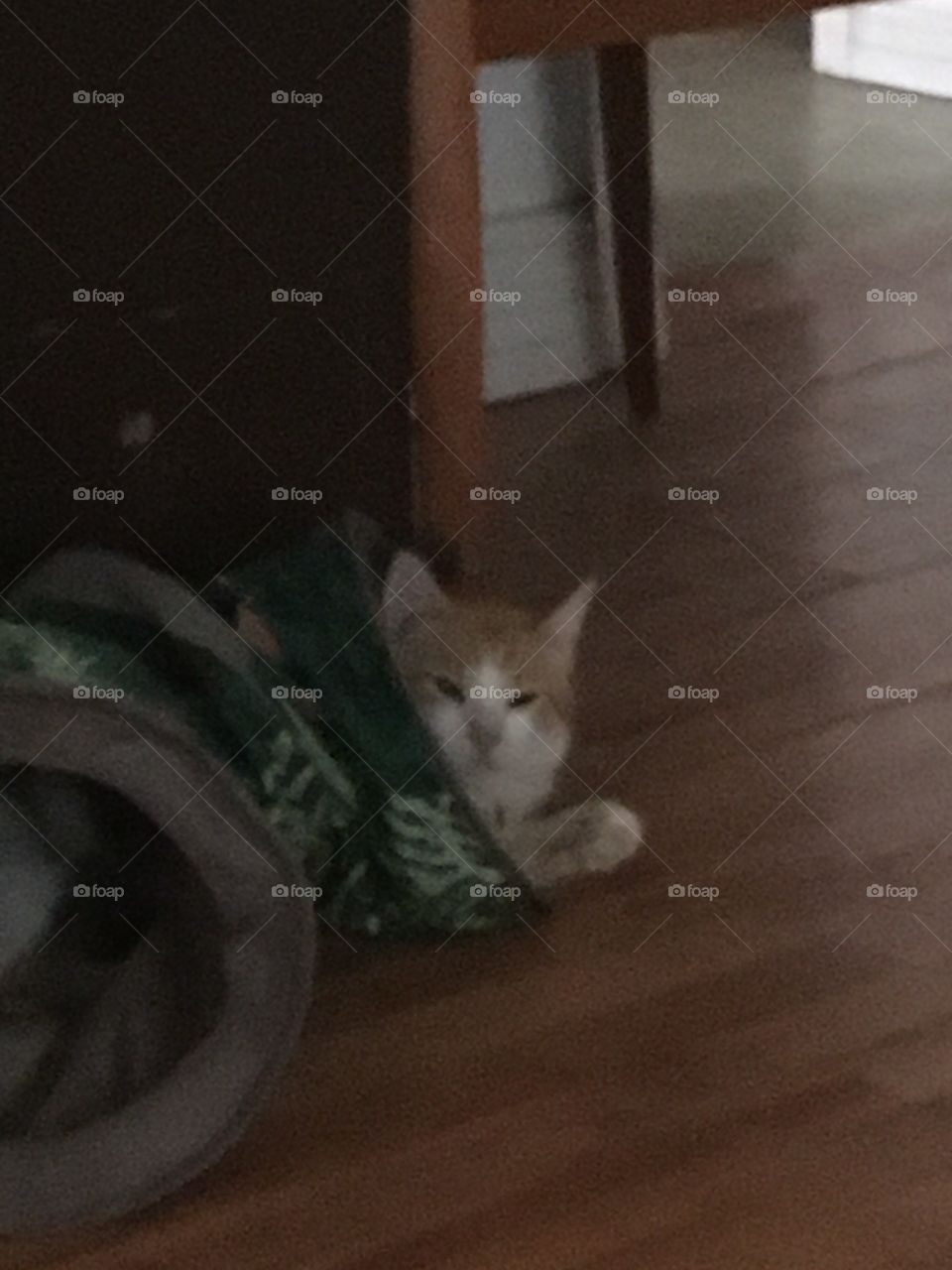 Well hello and good morning I didn’t know you were looking at me. Have a Blessed day!