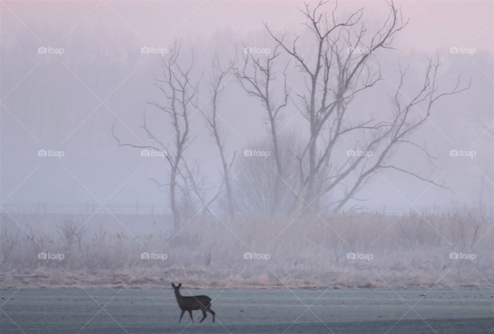 Deer a foggy mornin