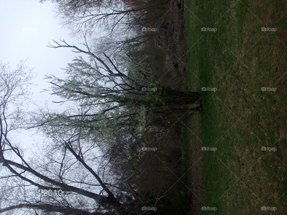 Tree, No Person, Wood, Landscape, Fog