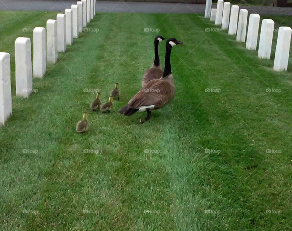 Geese with their babies at the cemetery