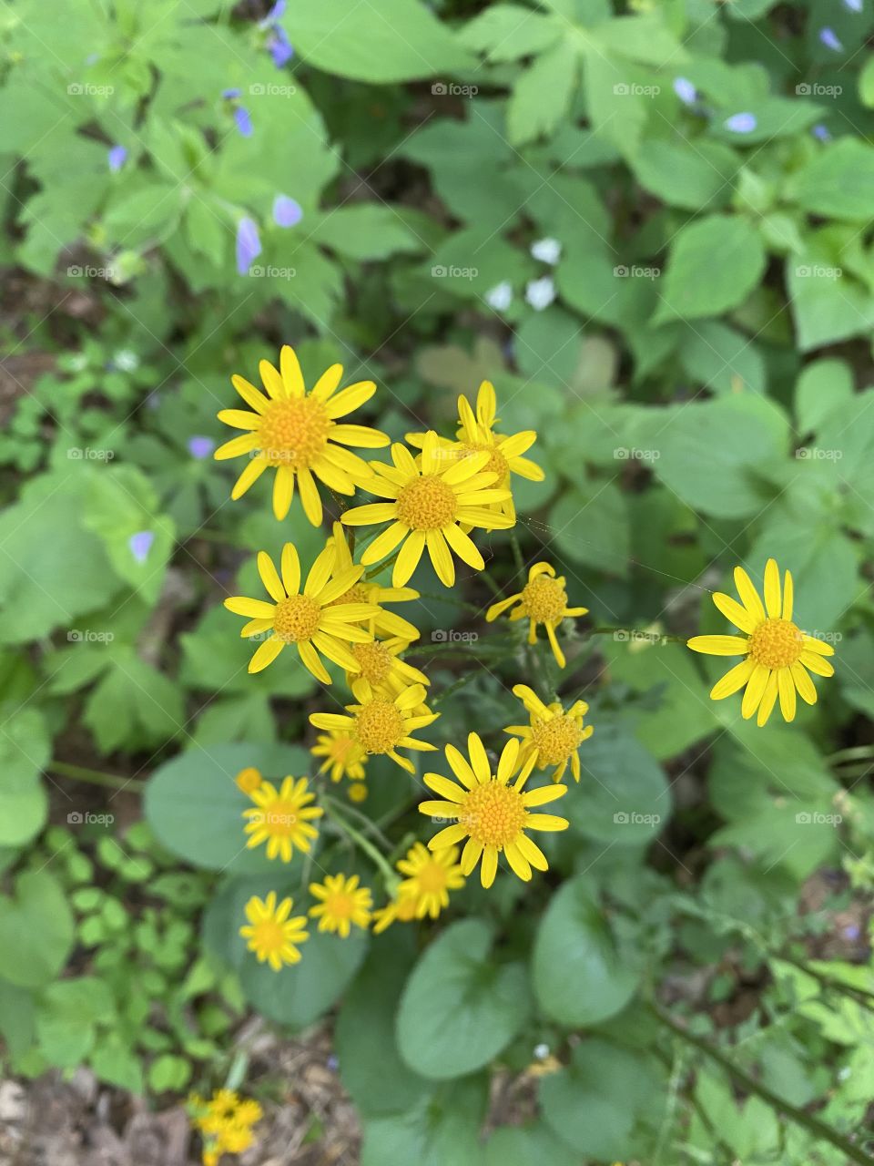 Wild Flowers