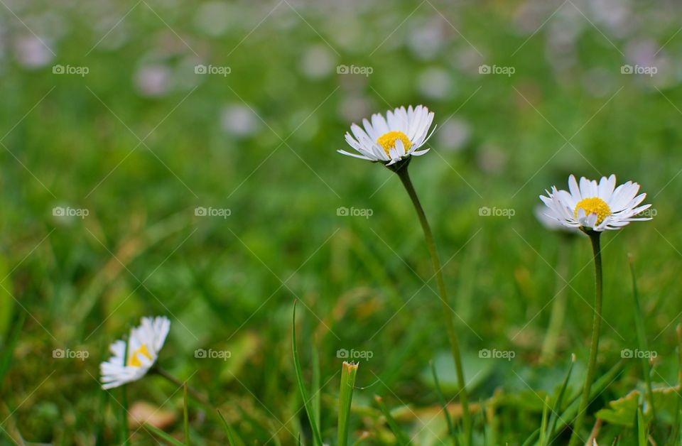 View of white flowers