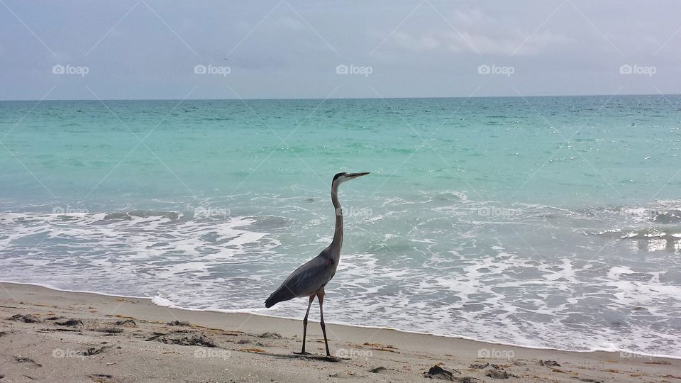 beachy heron