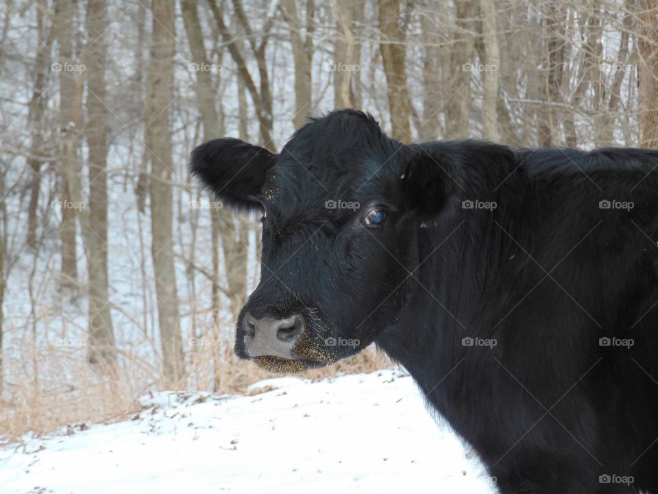 Black cow, white snow. 