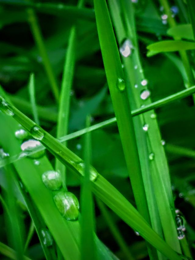 Dew drops