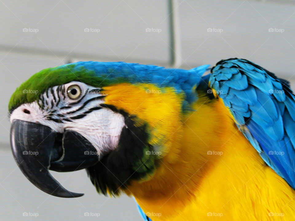 Parrot Ara