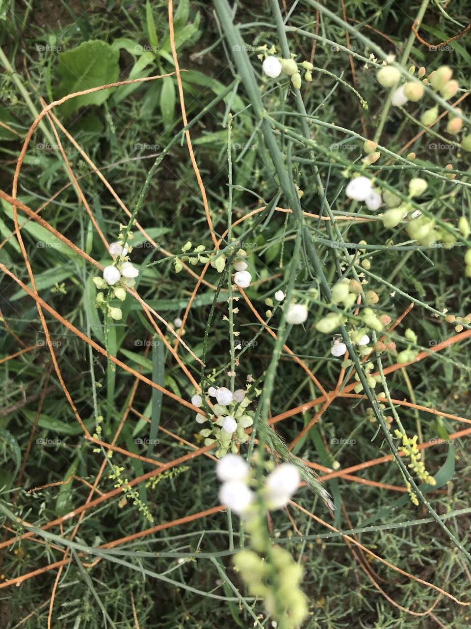 Flowers, white flowers, greenery, plant, picture of natural flowers, picture