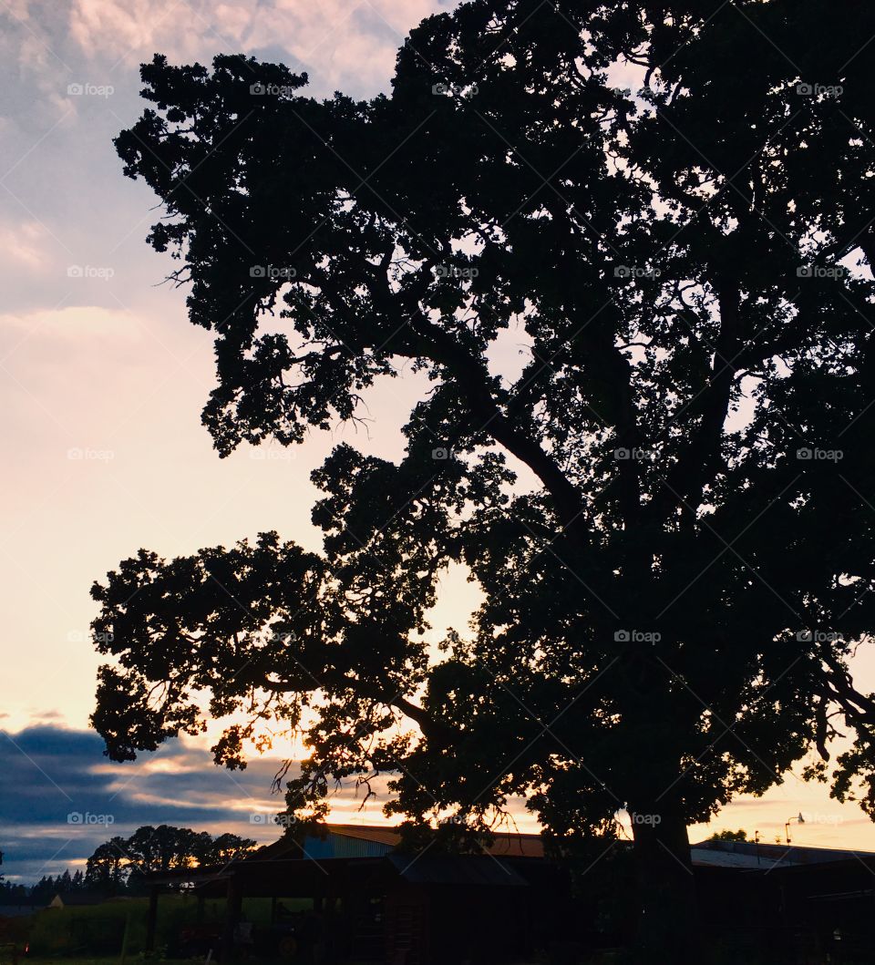 Oak tree sunset