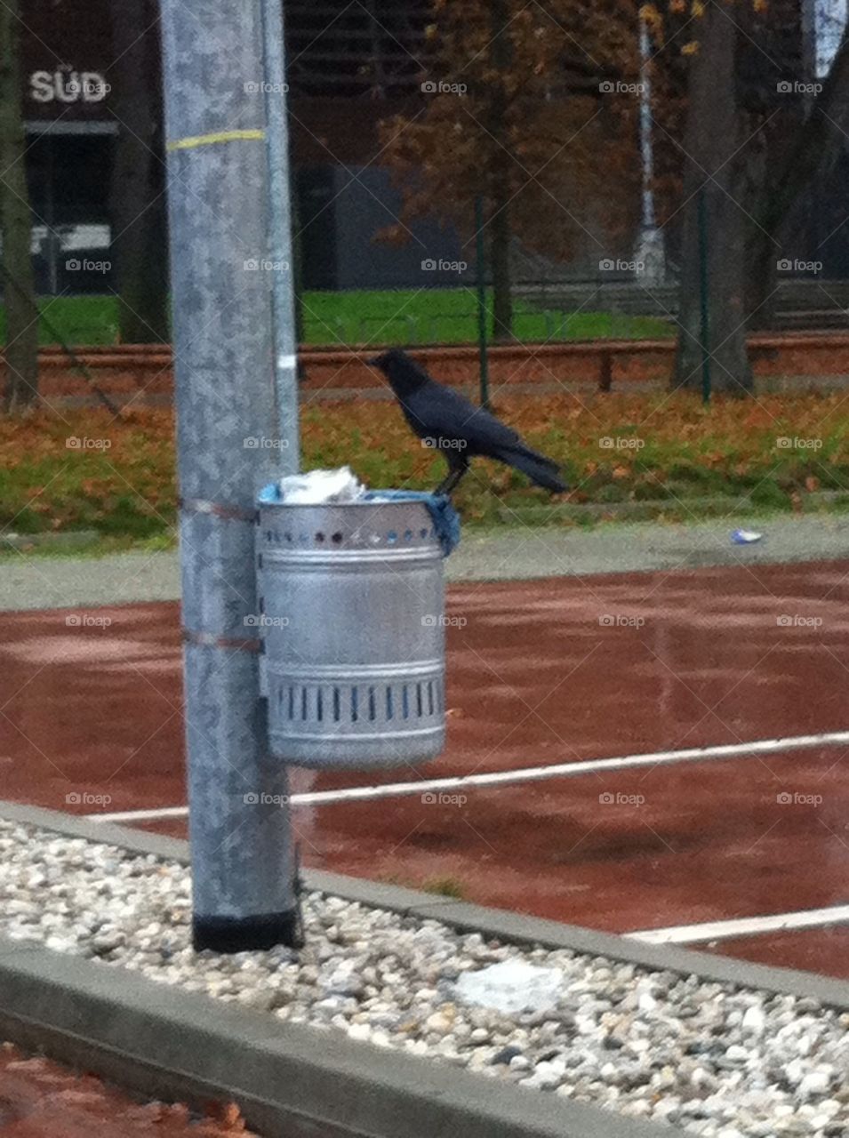 Raven rubbish bird animal fall