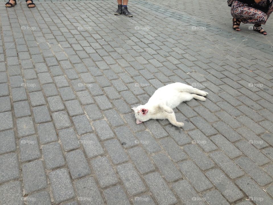 Pavement, Street, Dog, No Person, People