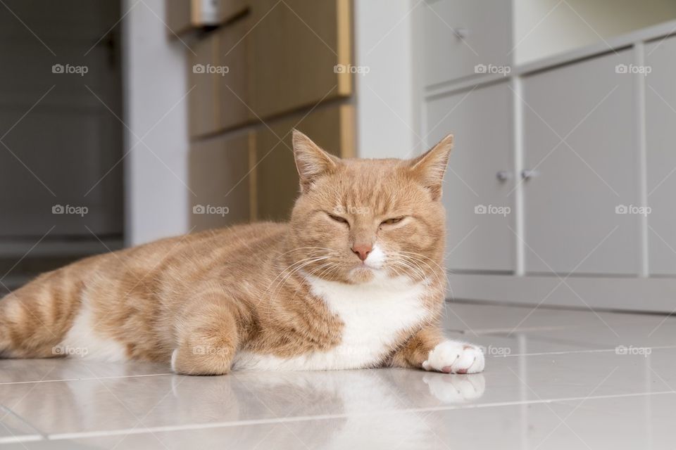 Ginger cat sleeping at home 