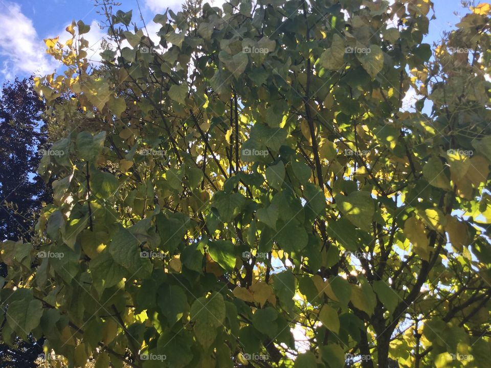 Sun Shining Through the Trees 