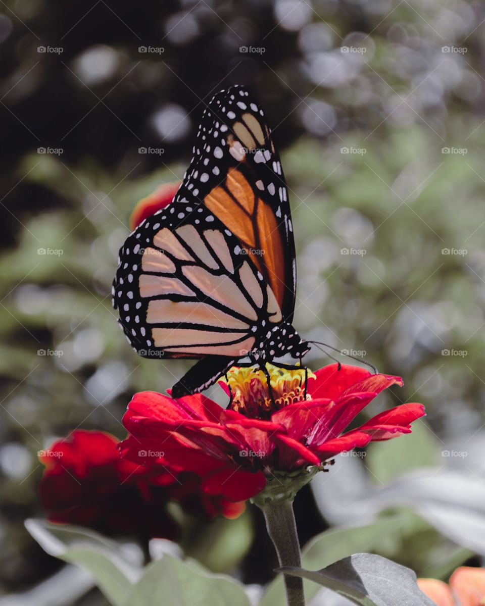 Beautiful butterfly in forest🦋🦋🦋