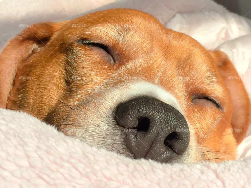 Extreme close-up of domestic dog