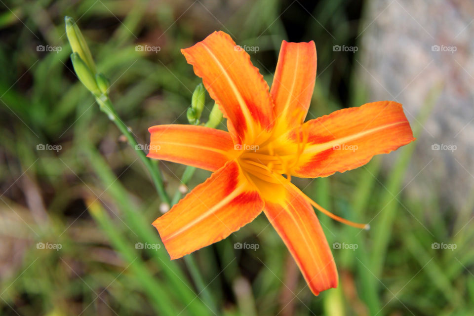 nature flower orange plant by mathsonlee