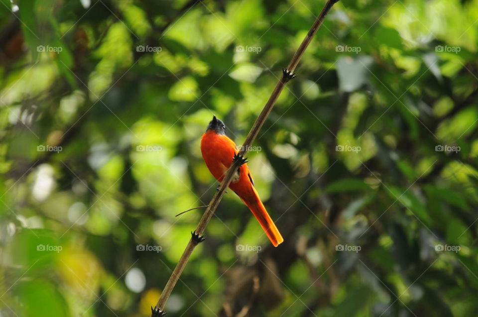 Red colour of the bird