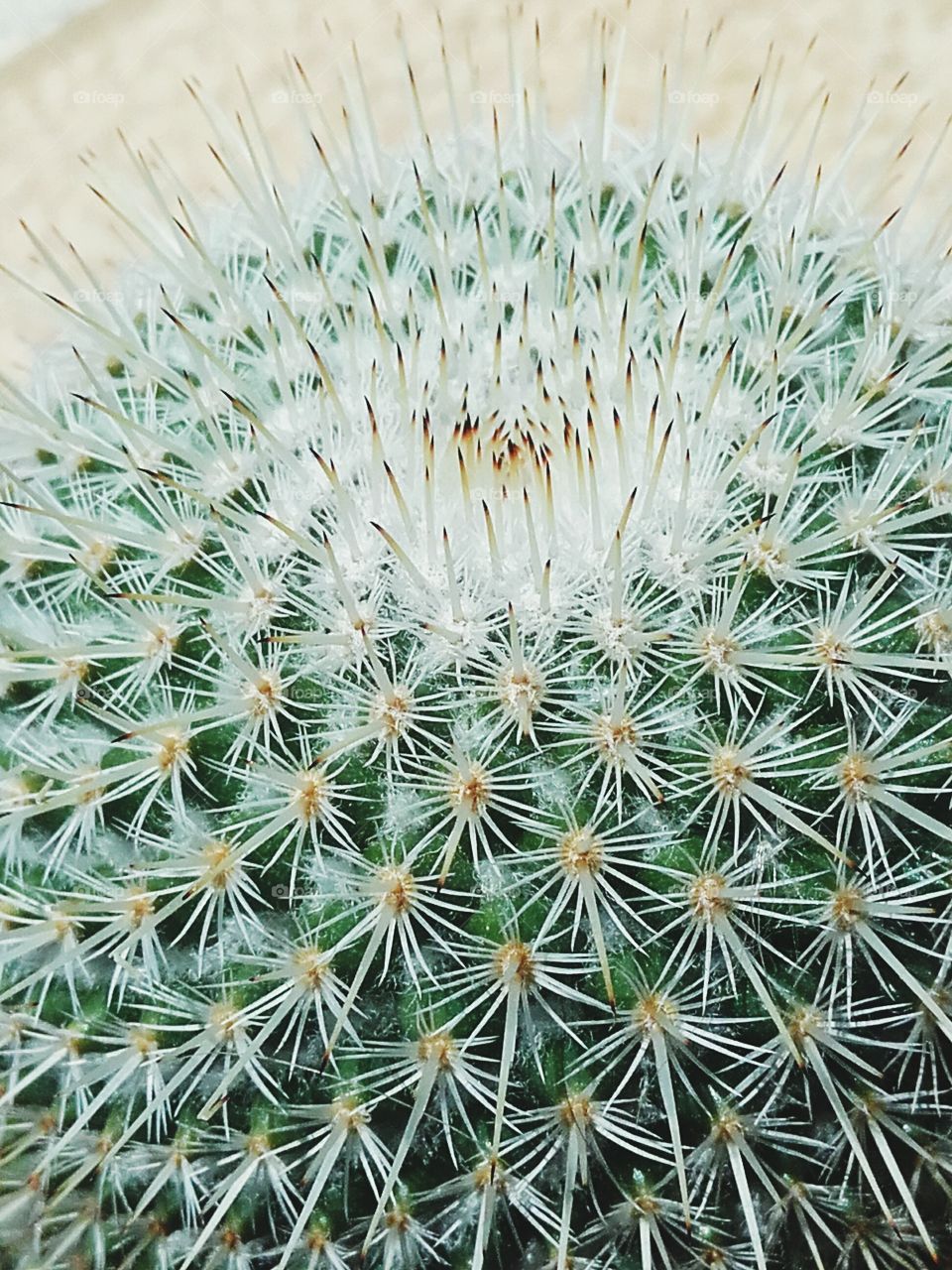Cactus