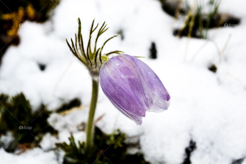 Cutleaf Anemone, a Rocky Mountain perennial wildflower which is one of the first to bloom in Spring, this taken near Banff Alberta Canada 