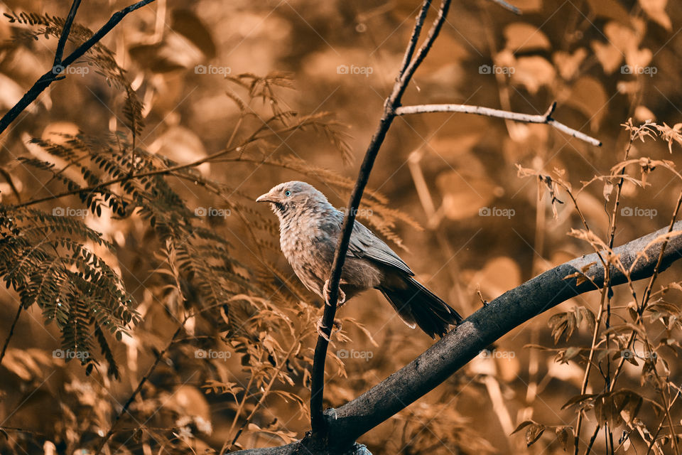 Bird photography  - yellow babbler  - autumn mood