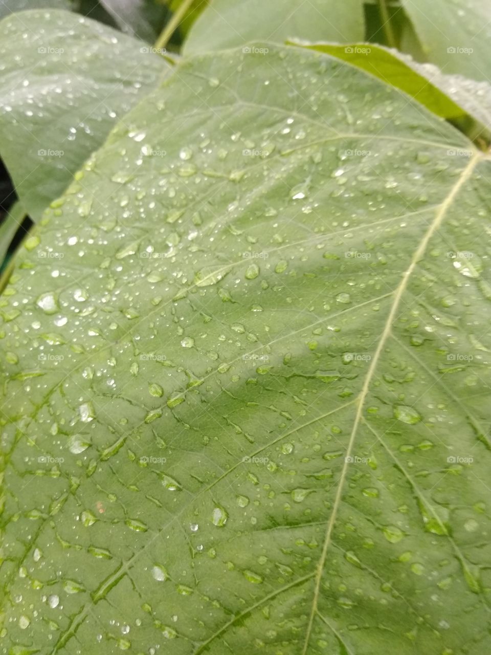 water drop in green leaves