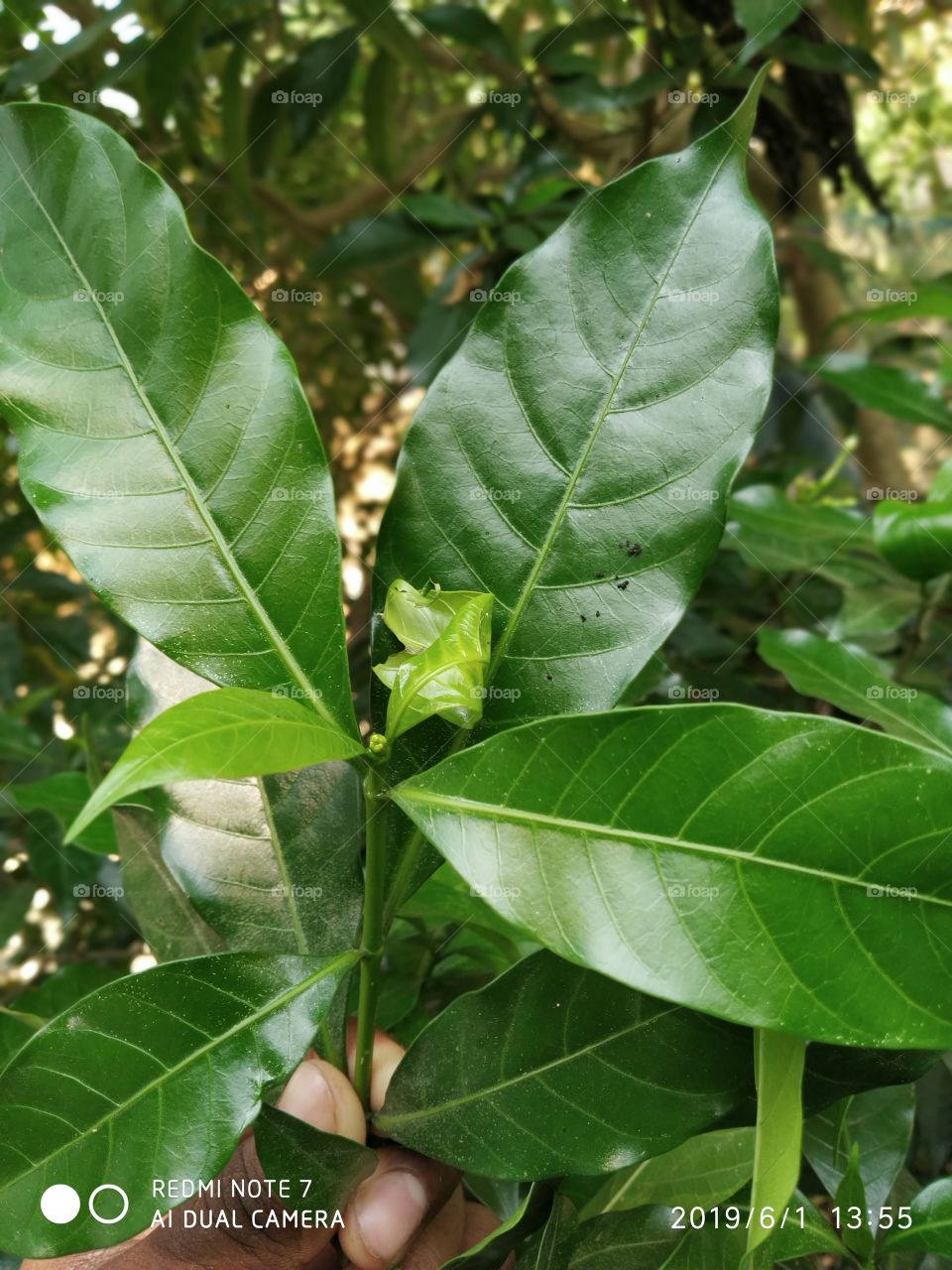leaf beauty