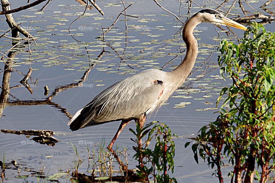 Great Blue Heron
