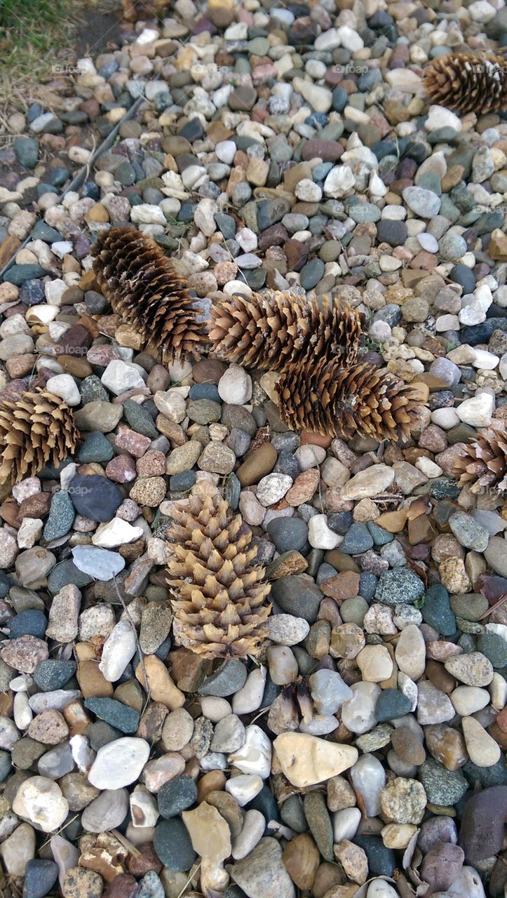 pine cones on the rocks