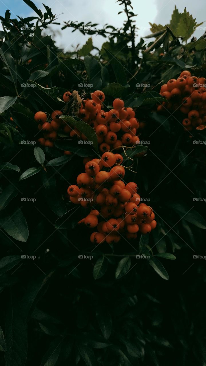 beautiful red berries, green leaves ... a wonderful contrast is created that makes this picture juicier