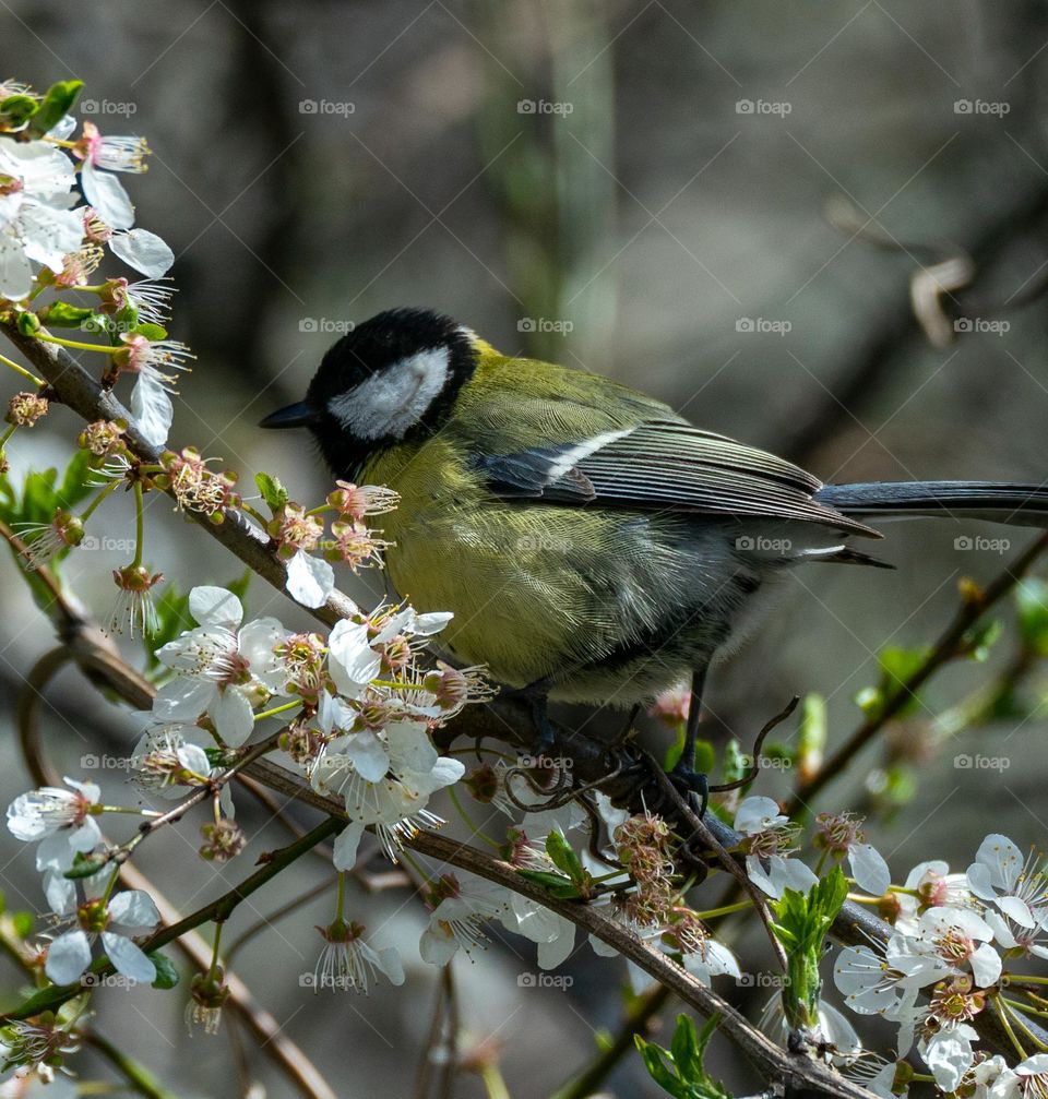 Great tit