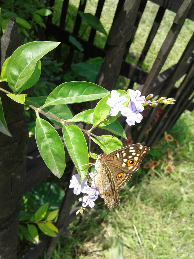 butterfly