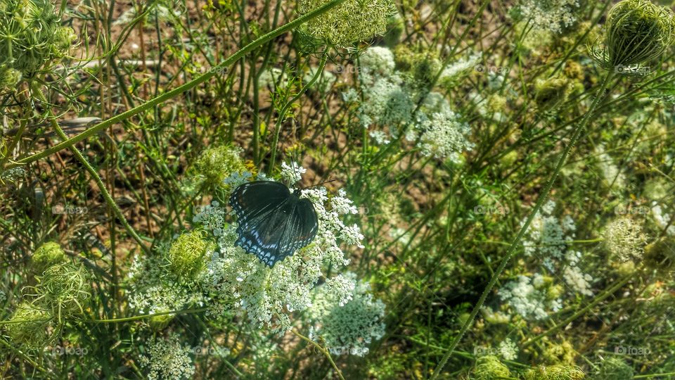 Butterfly on the flower