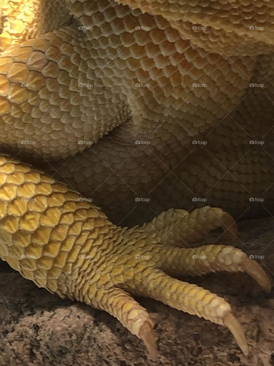 Closeup of a bearded dragons foot, scales and leg… at least I think that’s what it is?!? 