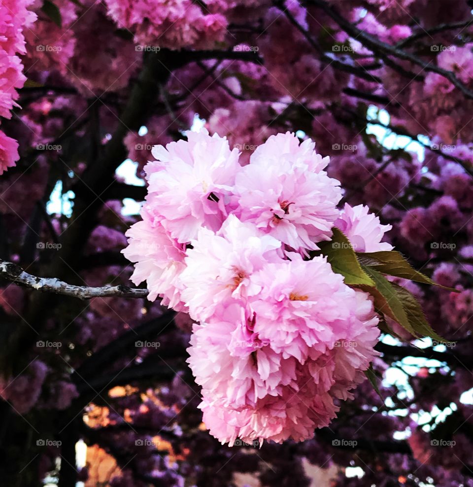 Cherry blossoms in spring 