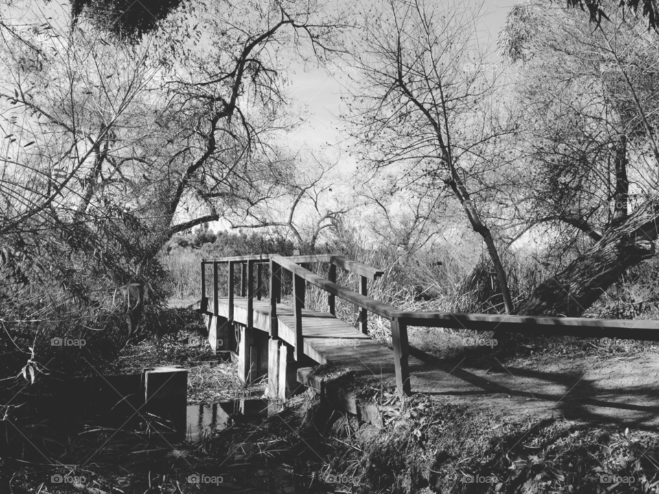 nature trees lake bridge by ninjacentral