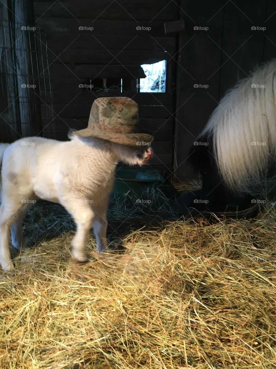 Cool hat pony