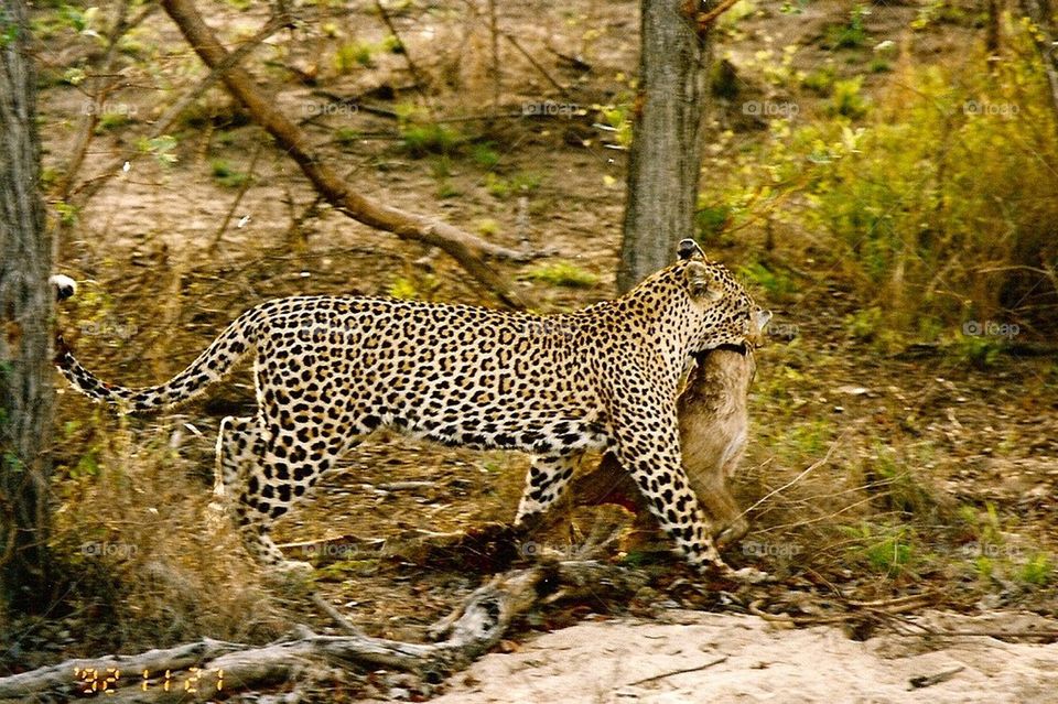 South Africa Safari. Leopard carrying an impala. 