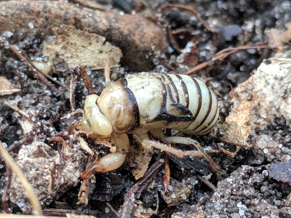 Cicada Larve