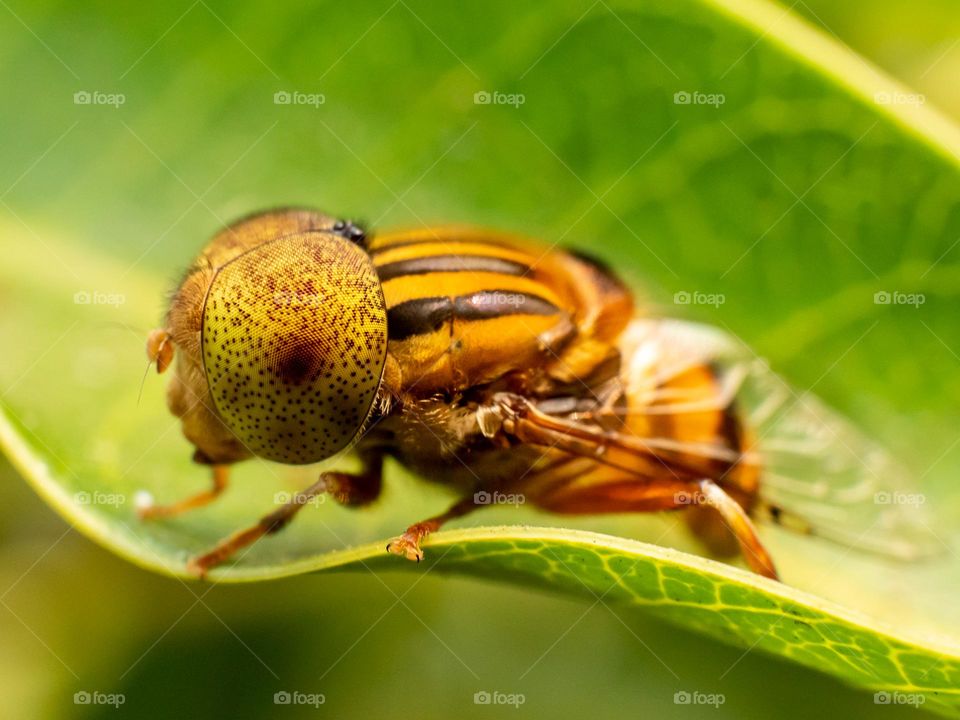 Close-up of Spot Eyed Hoverfly