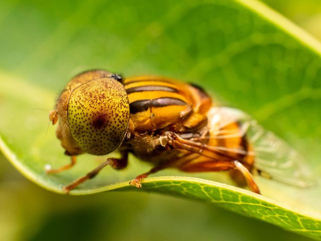 Close-up of Spot Eyed Hoverfly