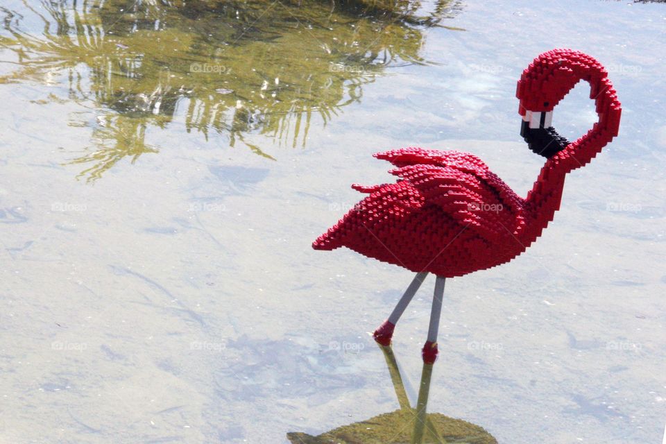Flamingo 