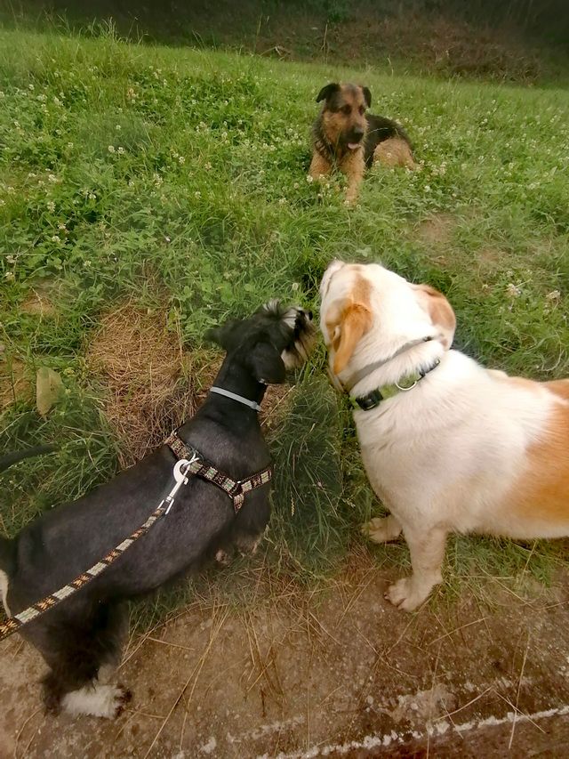 Dogs