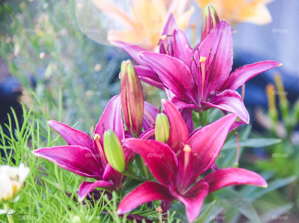 Magenta Magnificence 